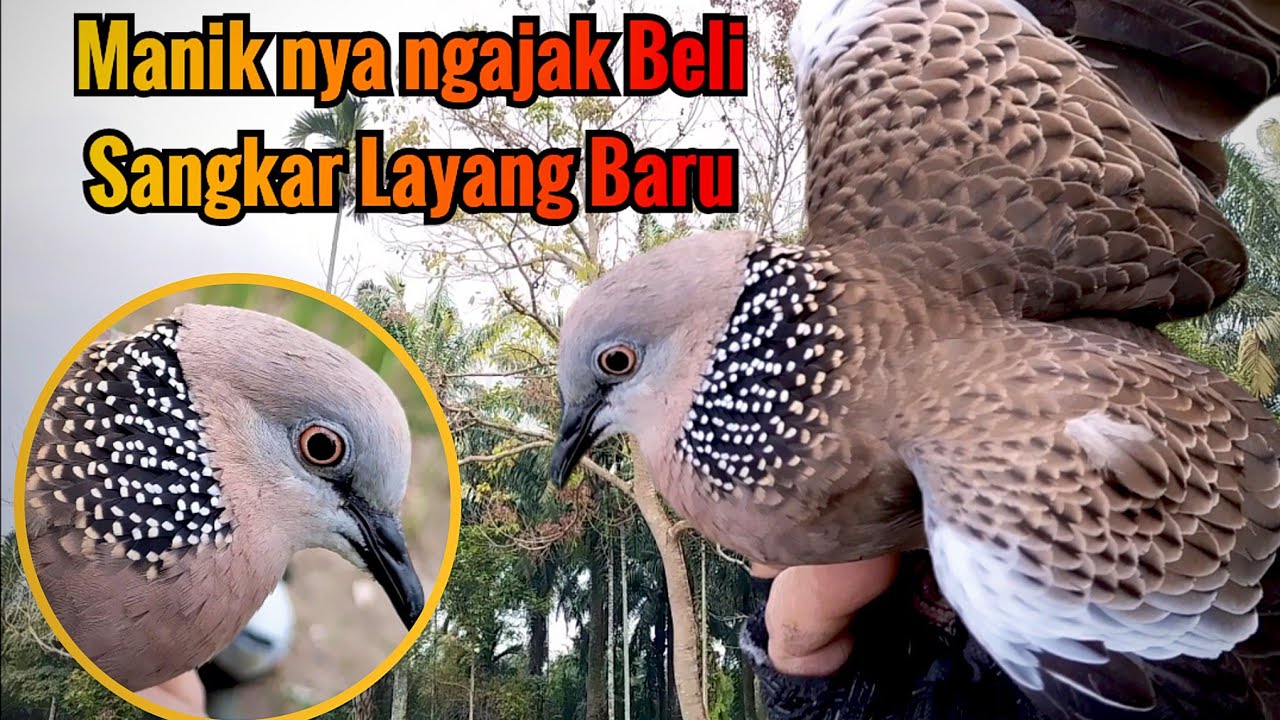 Maniknya Bikin Pengen Beli Sangkar Layang Baru. Manik yang disukai penghobi untuk dijadikan bahan