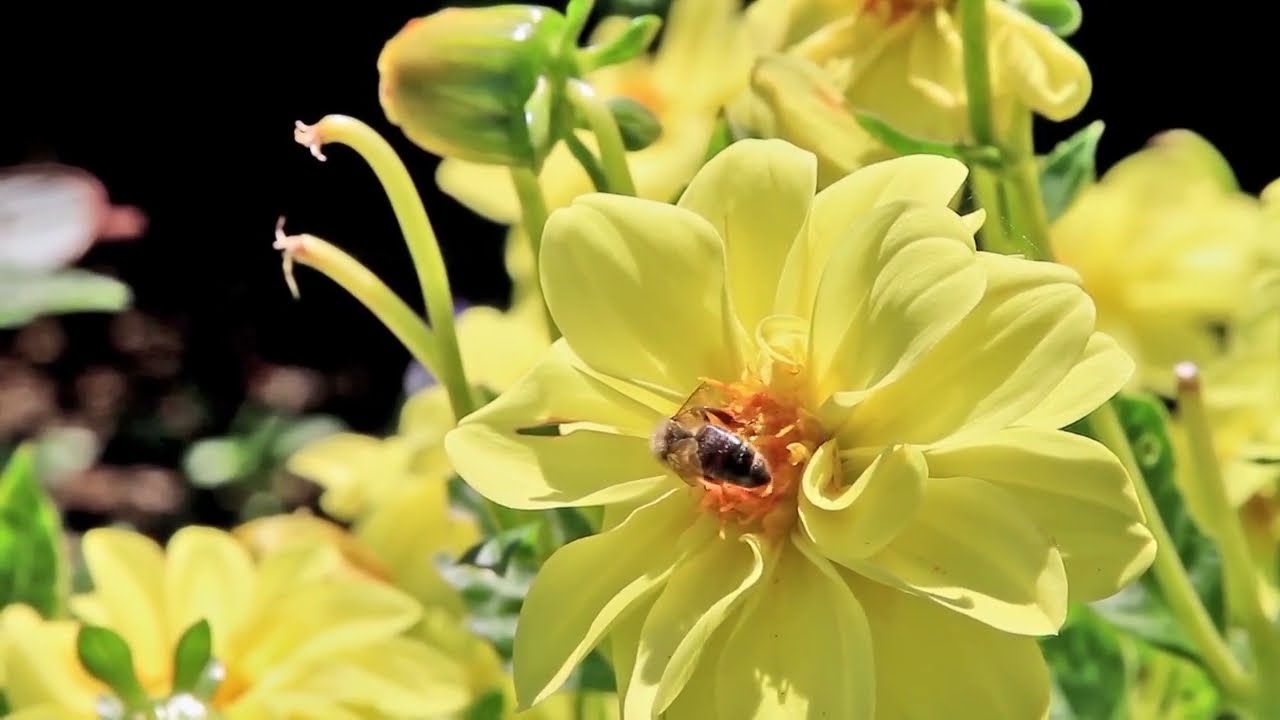 Boja meda ep. 328 18.06.2024. Preuranjena bagremova paša, ugroženost pčela pesticidima