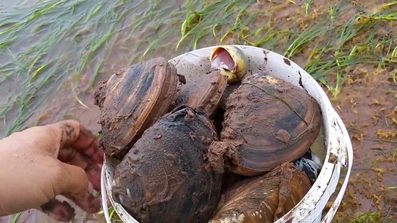 沙滩钓鱼：铲开泥沙，沙洞下果然有好东西
