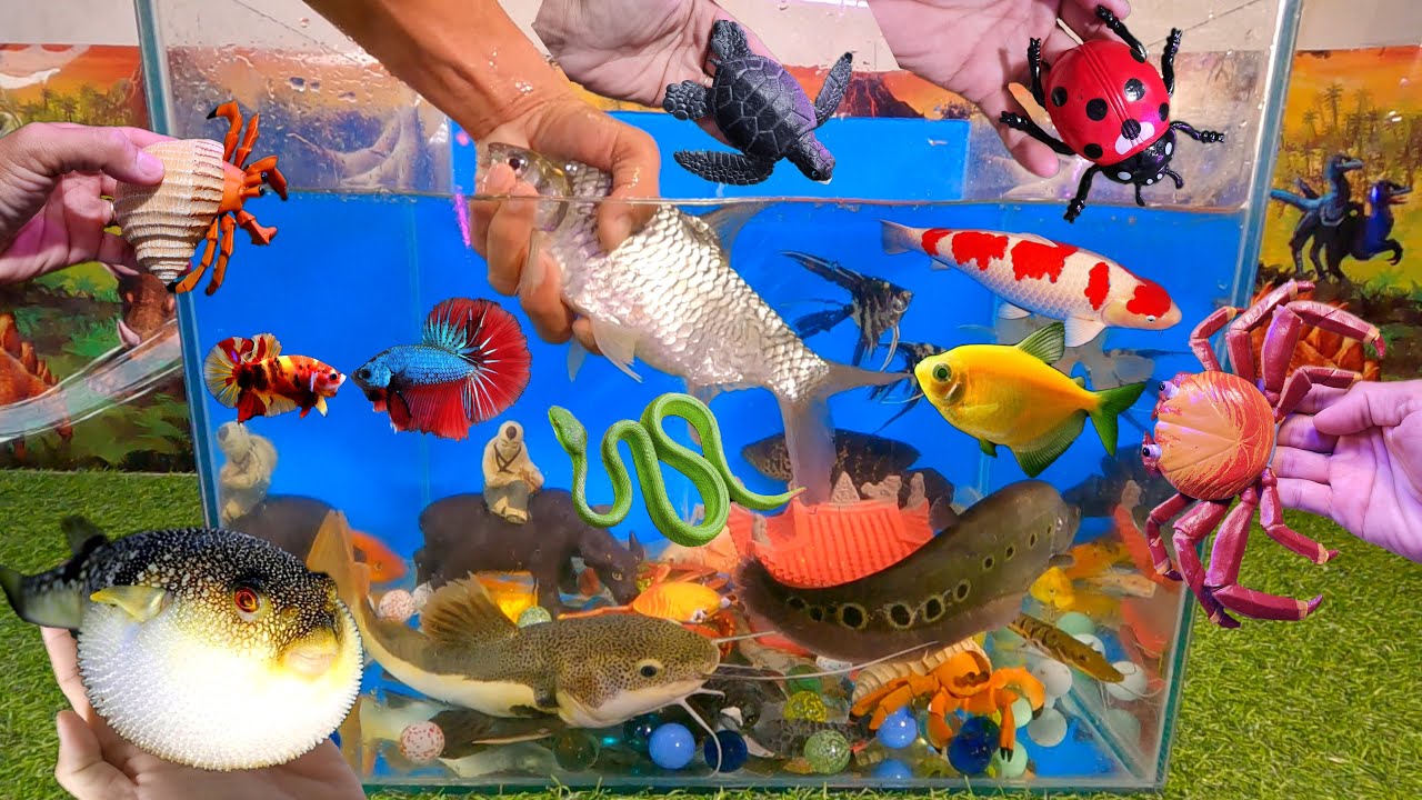 Tổng hợp các video cá cảnh đẹp, động vật dễ thương, cá mè trắng, cá thần tiên, cá vàng, rùa biển