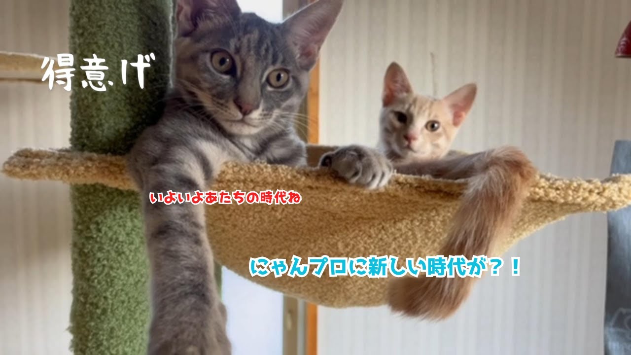 【にゃんプロに異変】一度も勝てなかった妹・花がついに兄を倒した日　 #にゃんプロ　#子猫　#保護猫　#catvideos #理不尽
