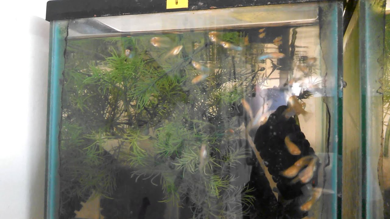 Japan blue albino guppy colony