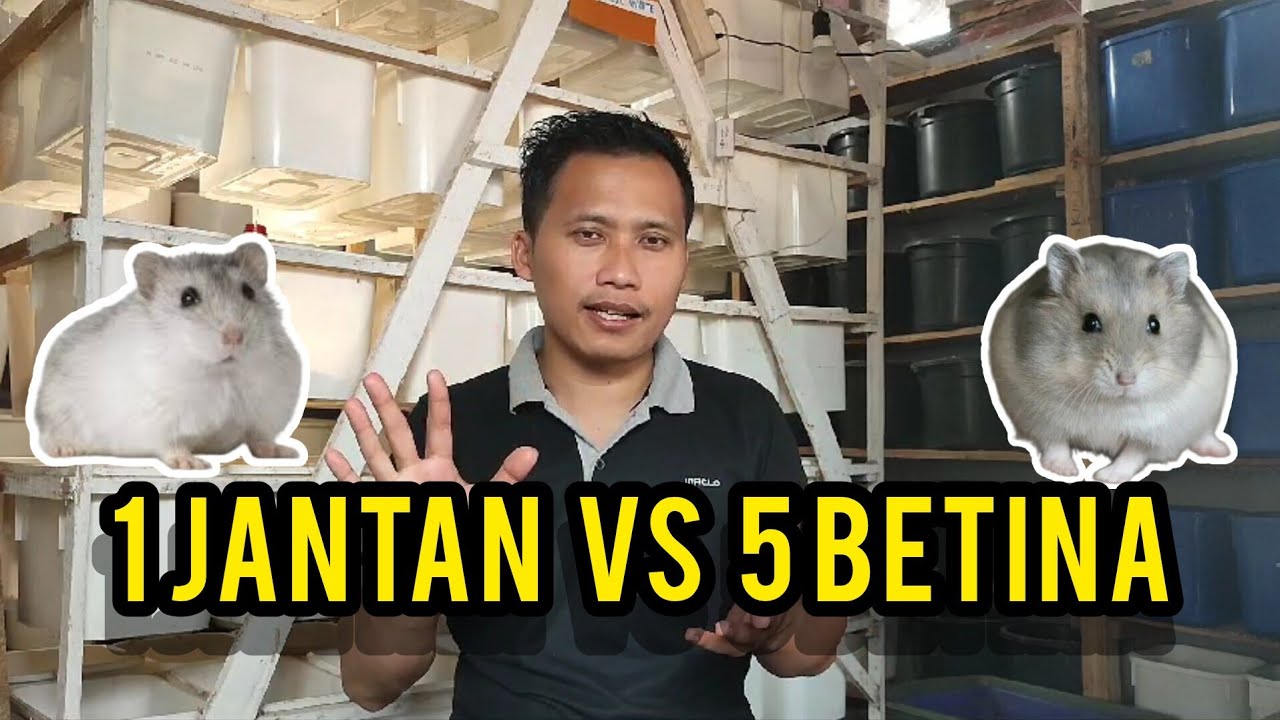 CARA MENGAWINKAN HAMSTER WINTER WHITE || Sistem Poligami