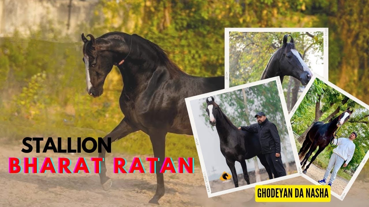 Stallion Bharat Ratan | History of Bharat Ratan | Ghodeya da Nasha