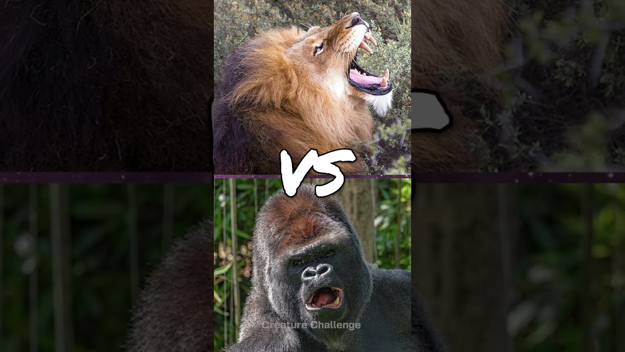 Lion vs Gorilla #shorts #lion #gorilla