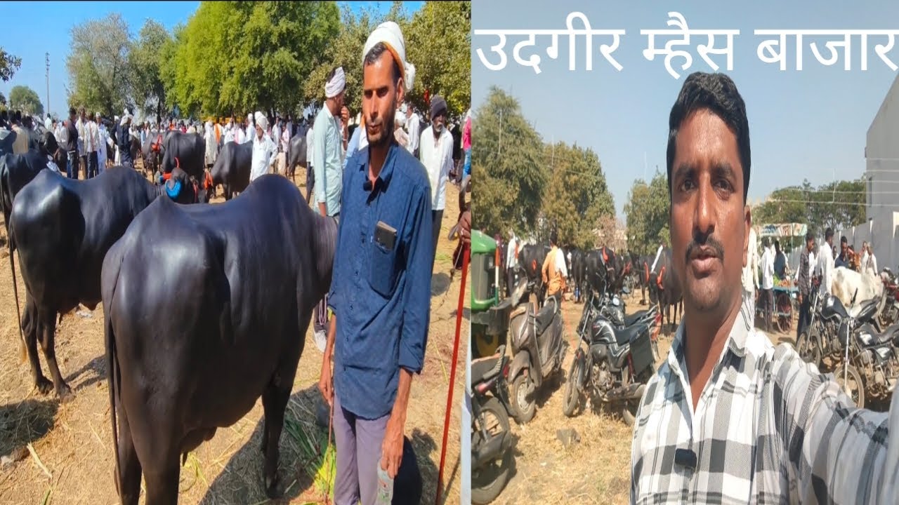 उदगीर म्हैस बाजार|udgir buffalo market|म्हैस बाजार उदगीर|buffalo 🐃|25 डिसेंबर 2025|animal|milk