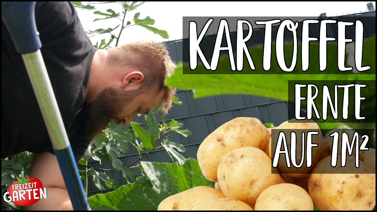Kartoffel ernte auf 1m² Feld! | Top oder Flop? | Freizeit Garten