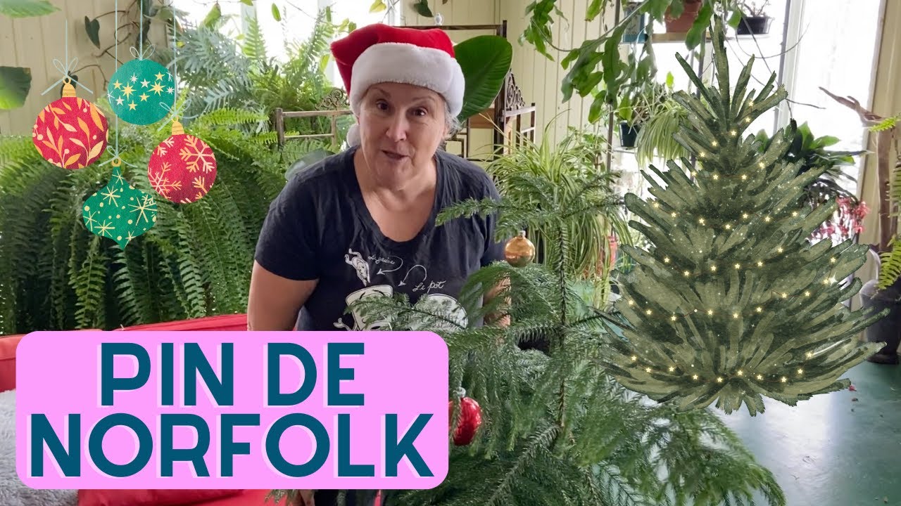Une belle plante à avoir pour le temps des fêtes - capsule horticole