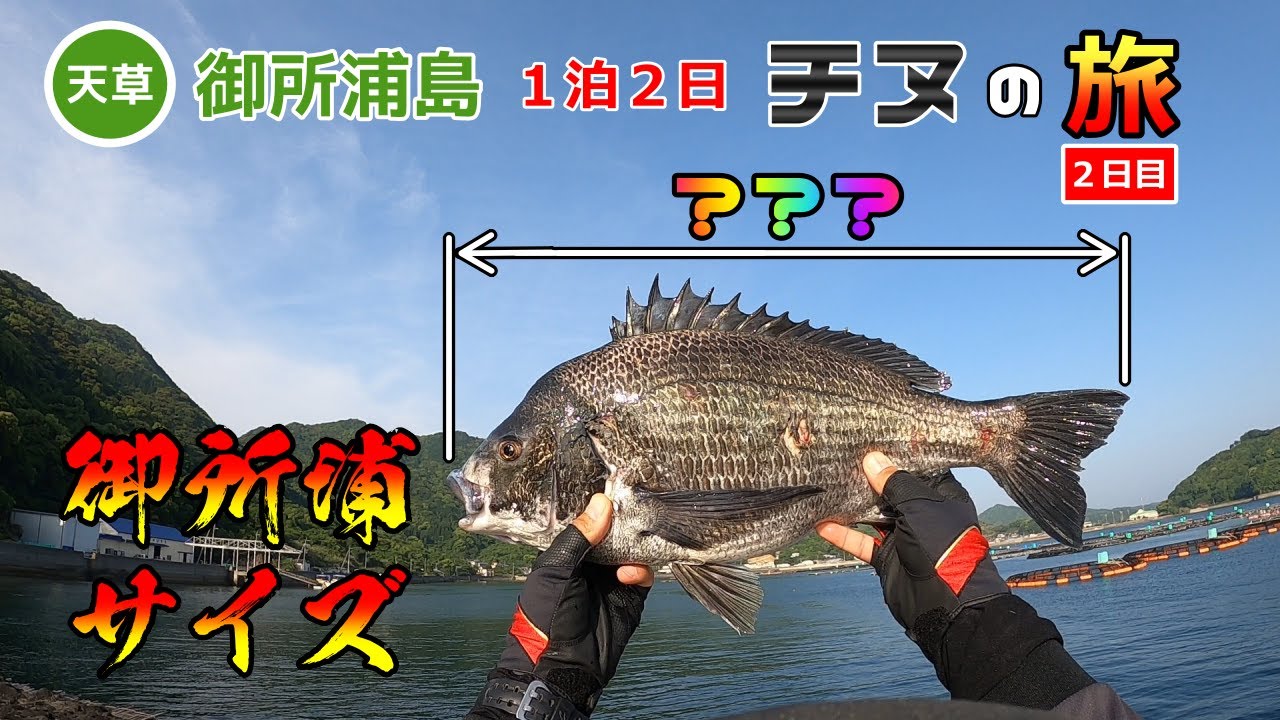 御所浦島【チヌの旅】二日目　御所浦サイズのチヌが釣れました！