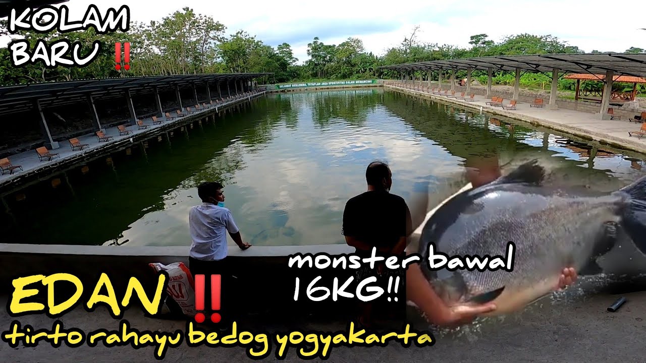 INI SIH KEREN ABIS‼️KOLAM BARU TIRTO RAHAYU BEDOG YK, MASTER JACKPOT 16KILO!!