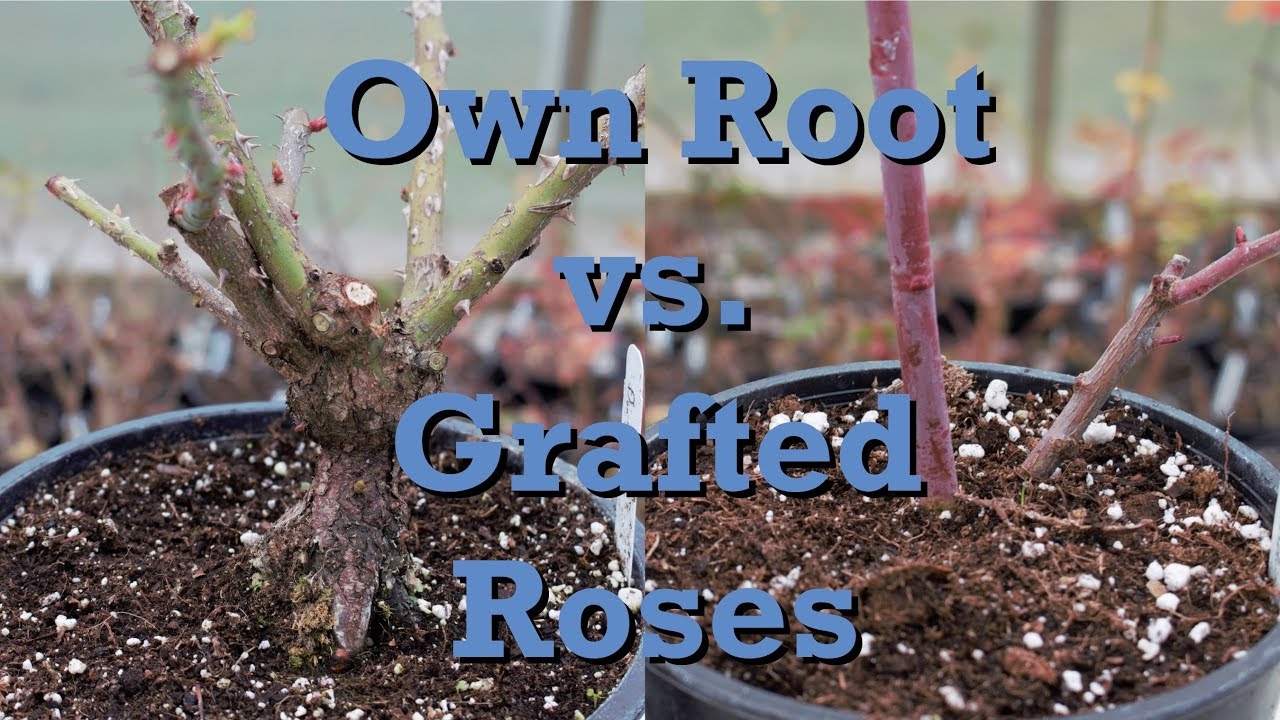 Own Root vs. Grafted Roses