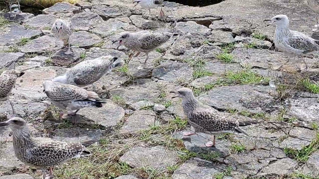 Mewy wrzaski i piski na falochronie