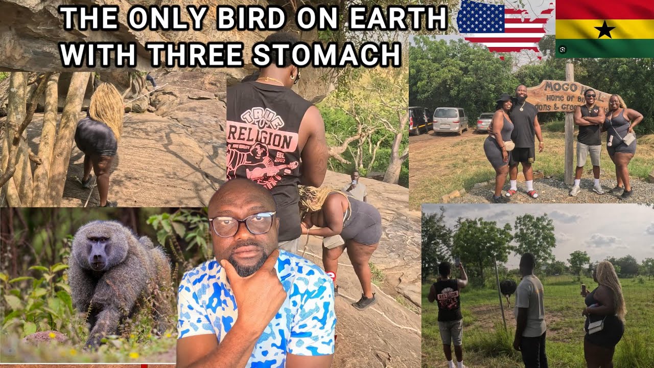 🇬🇭DID YOU KNOW? A BIRD WITH THREE STOMACHS LIVES AT SHAI HILLS RESOURCE IN GHANA 2026
