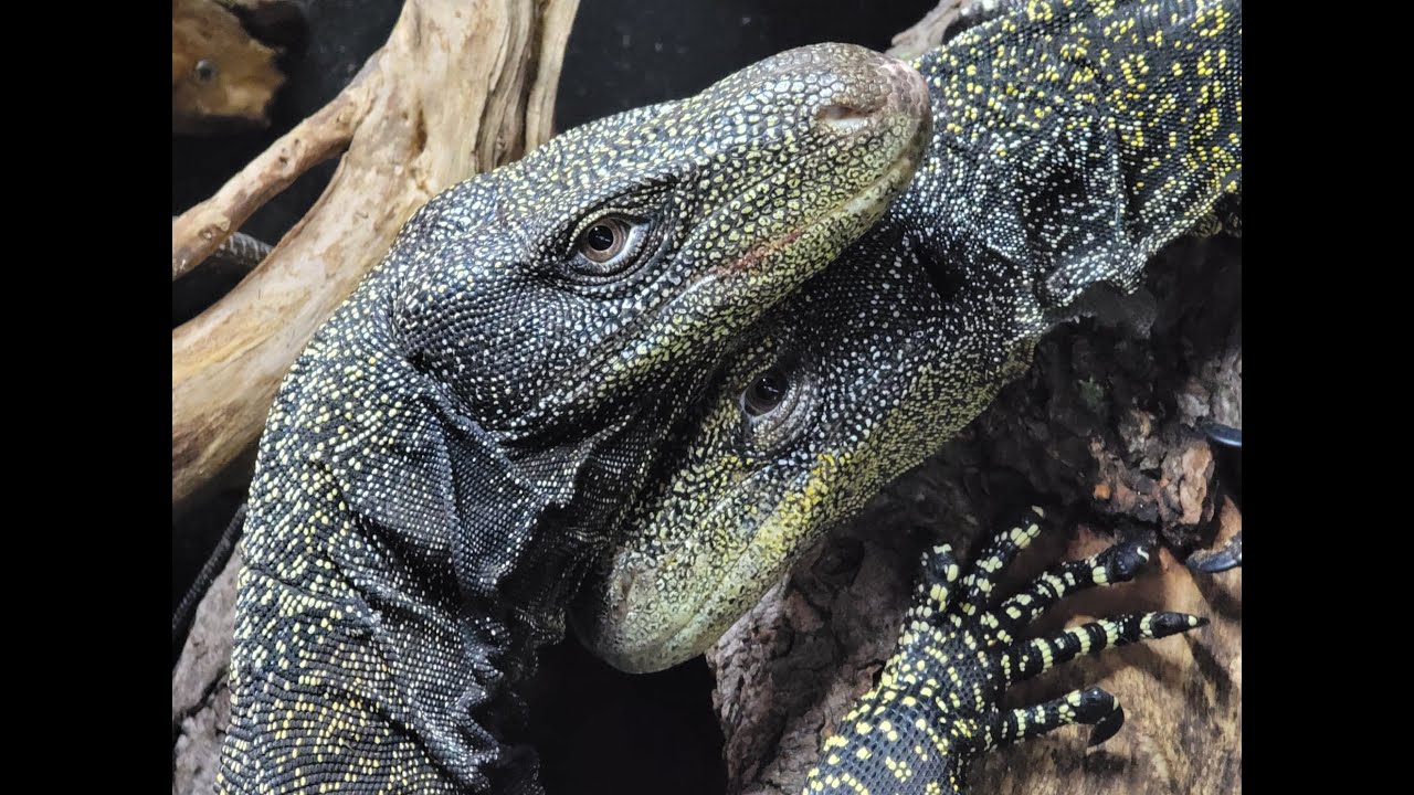 Breeding Croc Monitors indoors in captivity!
