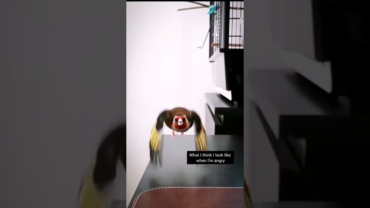 Expectation vs Reality