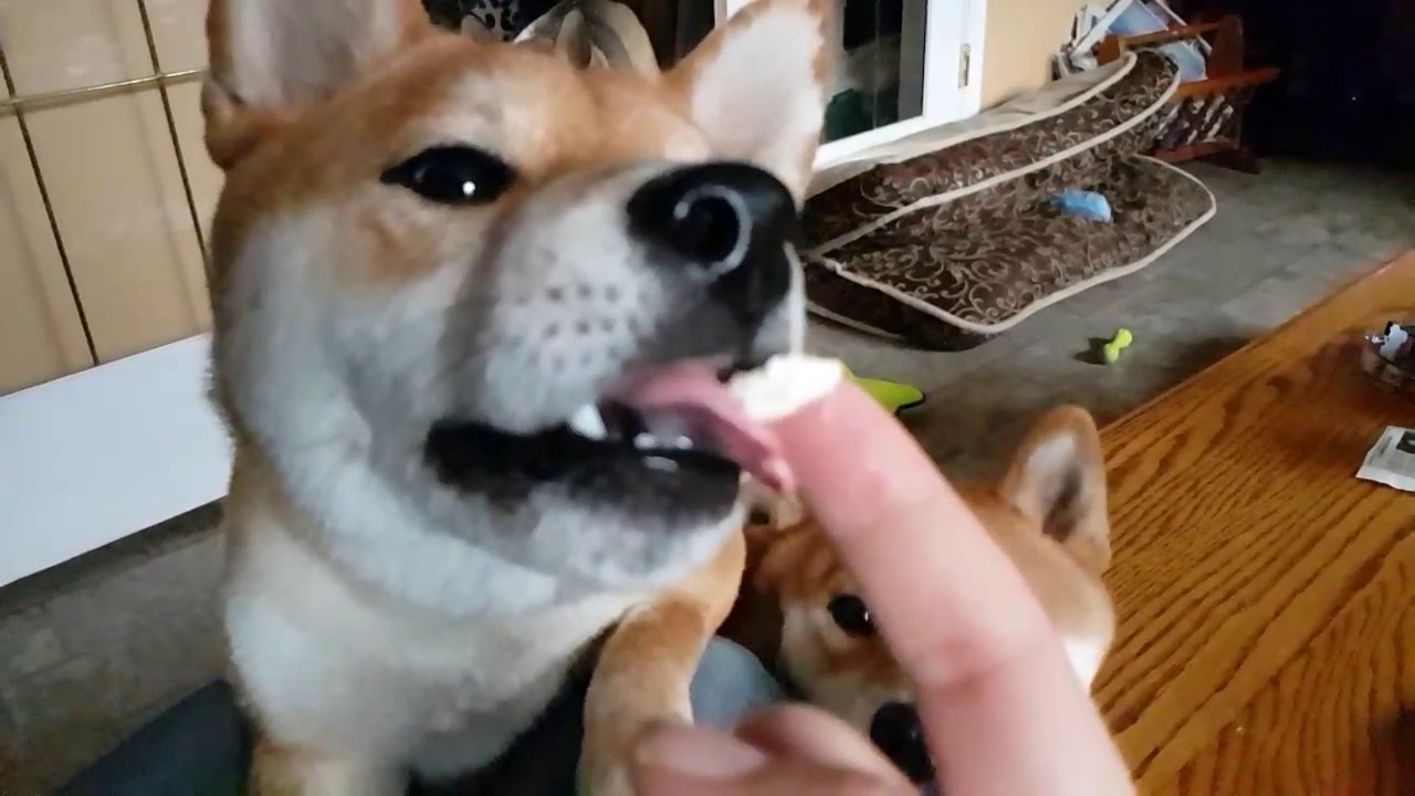 Shiba eat cheese Slow Mo