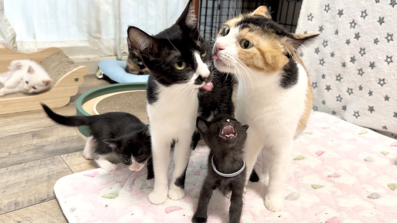 壮絶なおやつタイム‼︎11匹の親子猫にてんてこ舞い【ポノfam物語#33】Snack time for 8 kittens and 3 adult cats is epic!