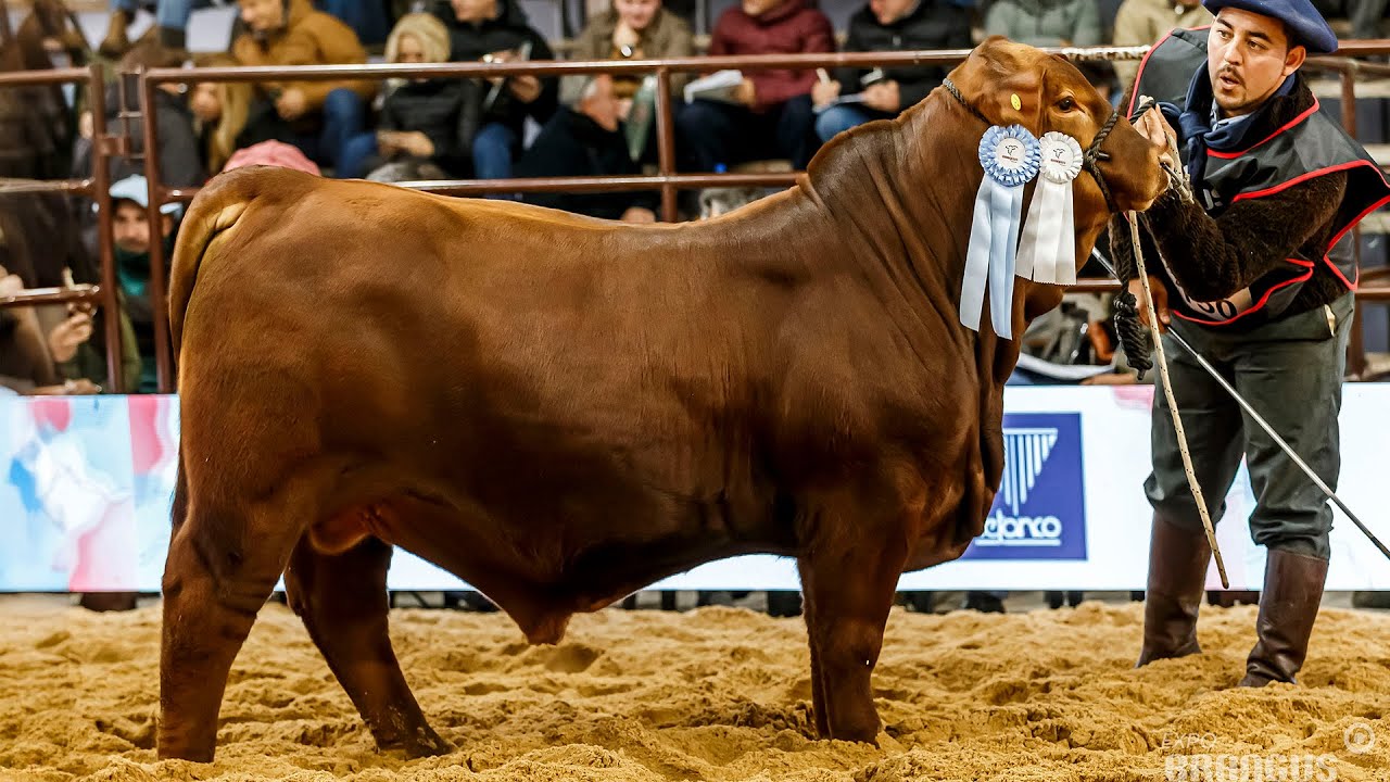 TERNERO MENOR INDIVIDUAL - Nacional Brangus 2025