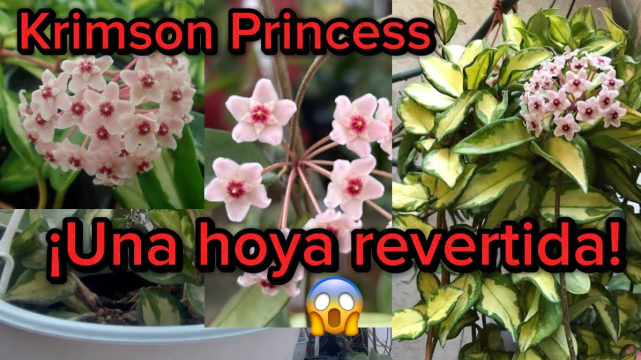 Flor de cera Krimson Princess (una hoya, que cambió su tono de hojas.)