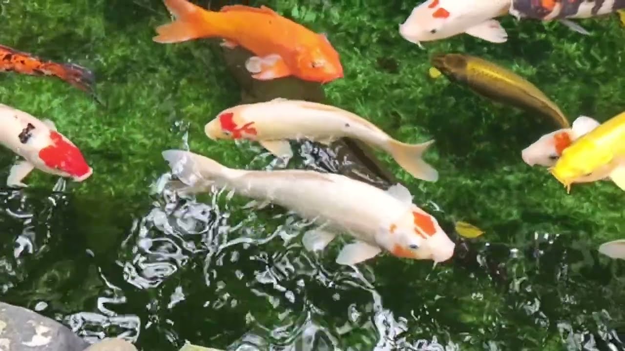 Gentle Water Light – Koi Fish Relaxing Instrumental Music for Calm & Focus