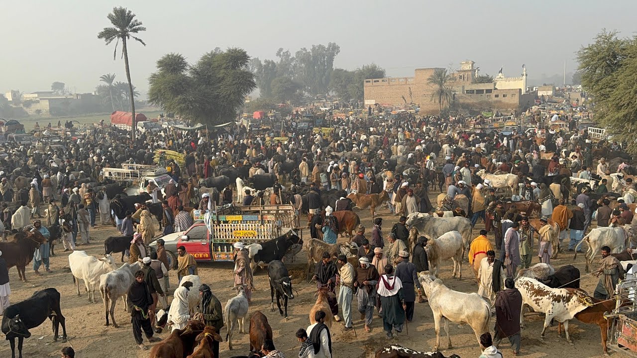 bachra mandi Kott chutta dera ghazi Khan today 11/12/25