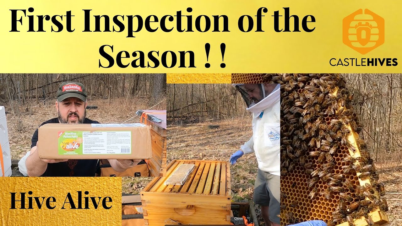 First Inspection of the Season & Hive Alive Pollen Patties ! !