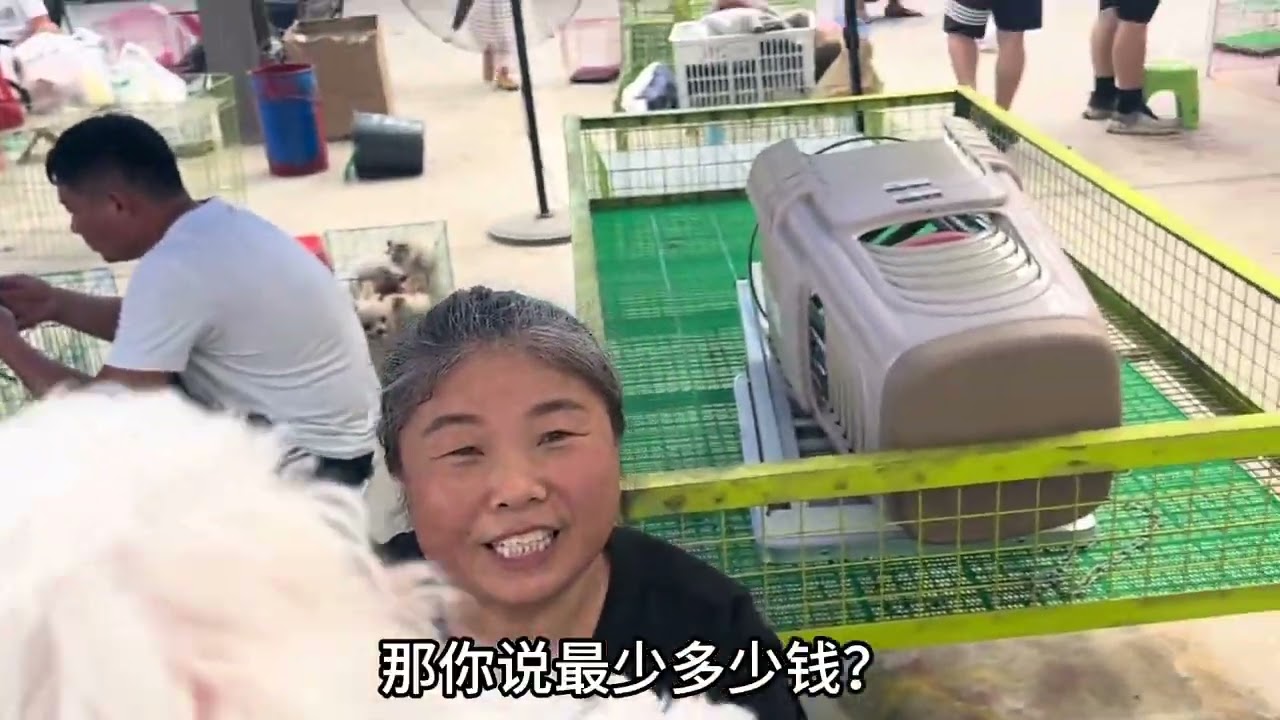 这是纯种马尔济斯吗，价格1500，是纯种的吗？有懂的告诉我 #家有萌宠 #马尔济斯 #马尔济斯犬 #狗市