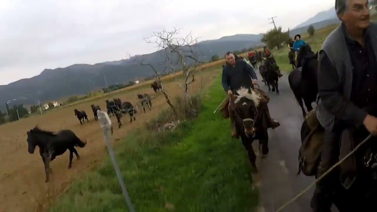 Transhumance chevaux Merens Pyrénées