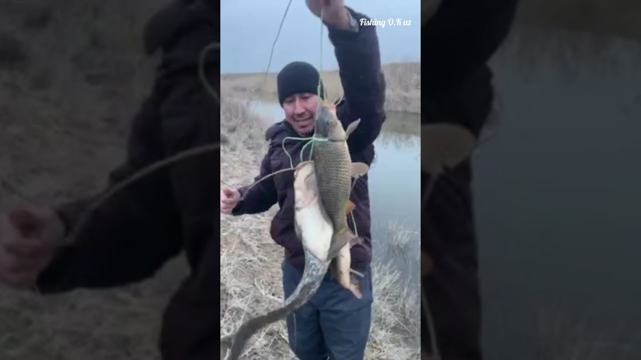 Январь-2026. Котта Лаққалар ови #баликови #рыбалка #fishing #telegram 