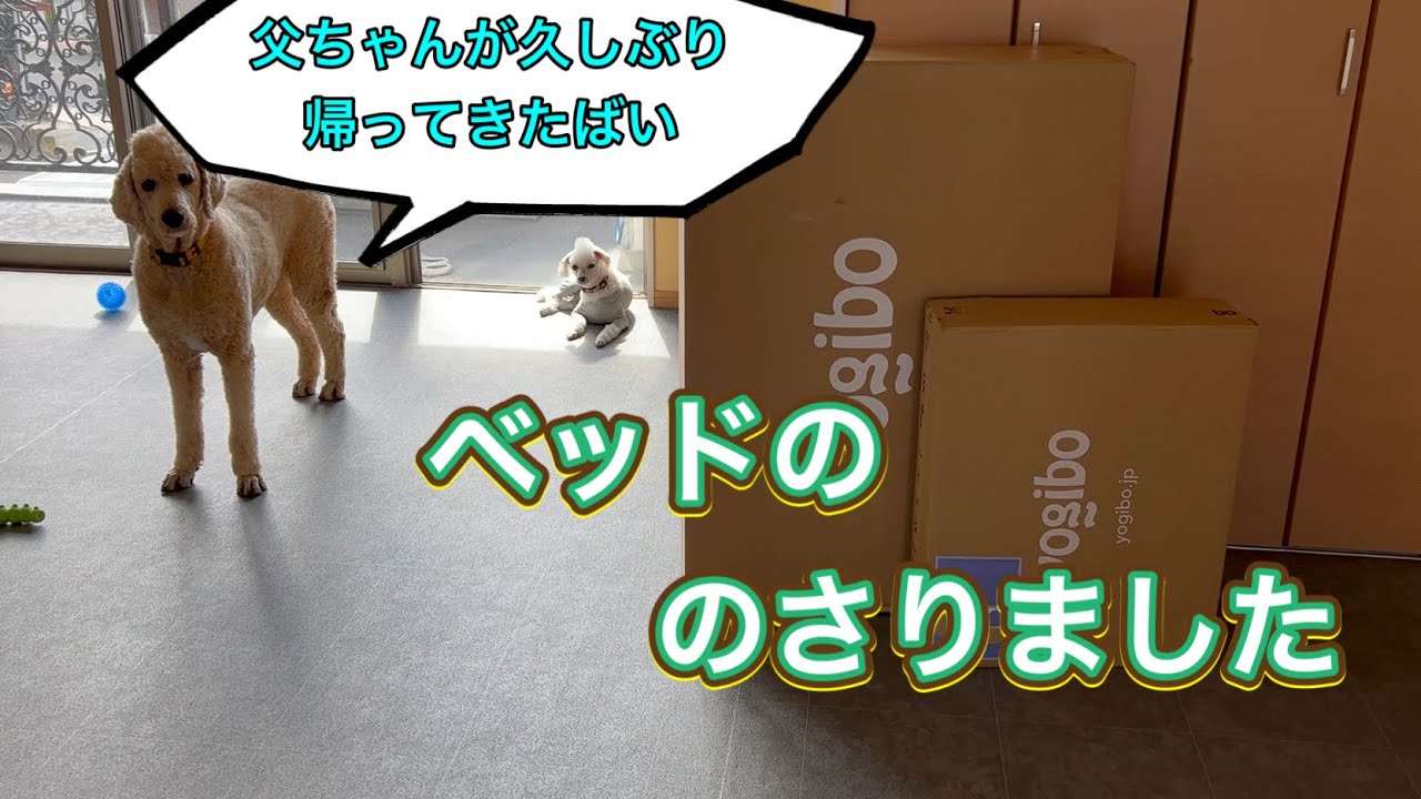 ベッドののさりました🛏️