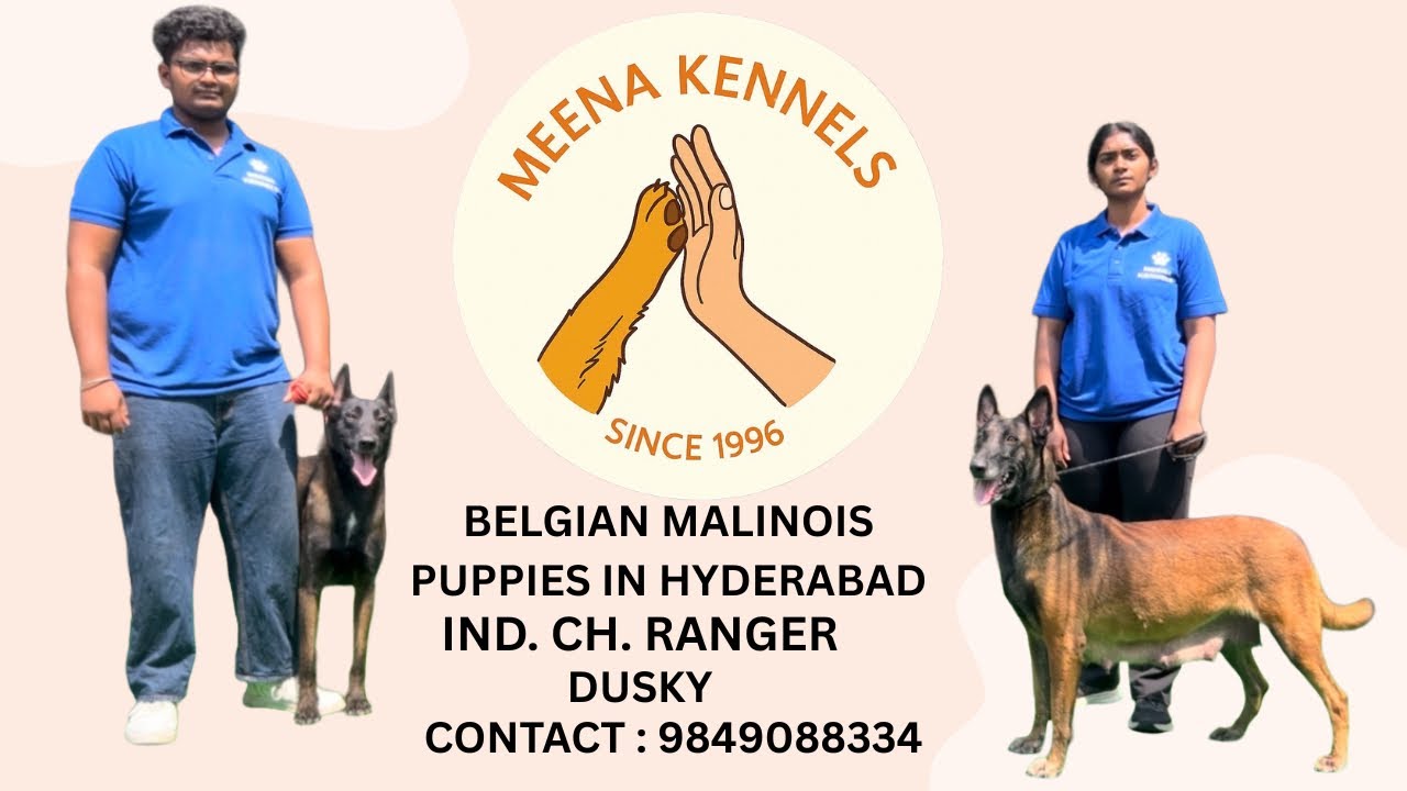 Belgian Malinois puppies Hyderabad.