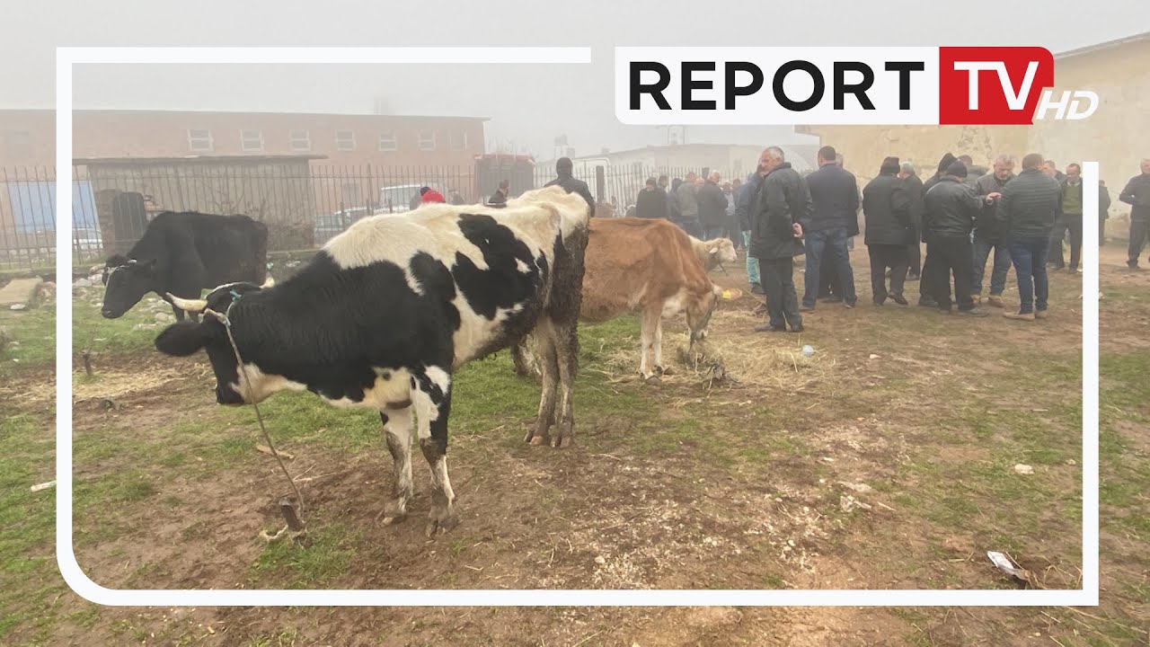 Në tregun e bagëtive çmimet ‘largojnë’ blerësit! Qytetarët: Nuk ka më asgjë, njerëzit kanë ikur