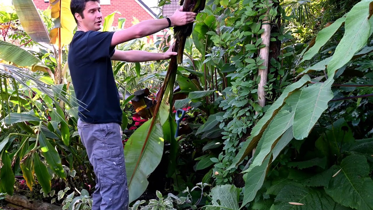 Preparing Ensete for winter   How to guide