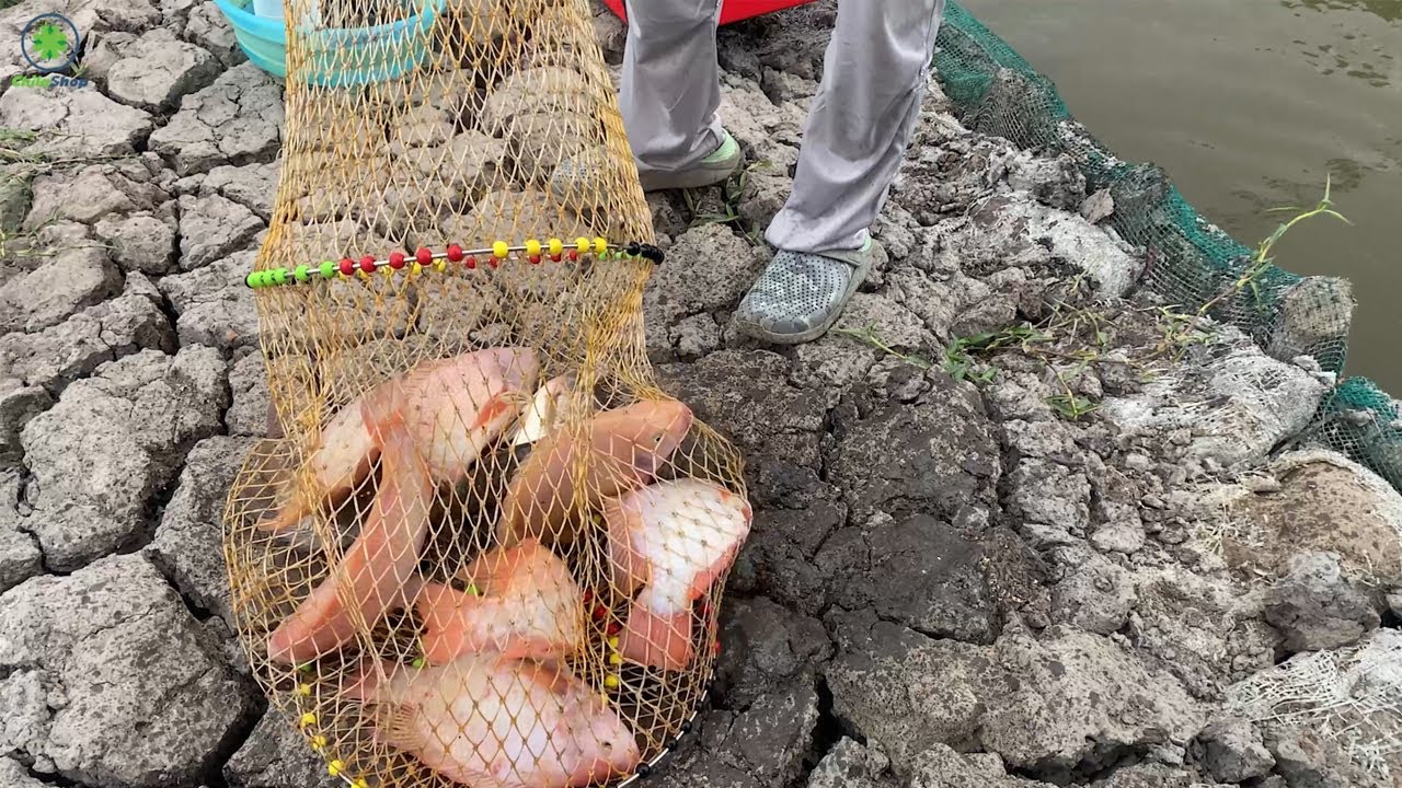 CHIA SẼ KINH NGHIỆM CÂU CÁ DIÊU HỒNG HIỆU QUẢ | BÀI MỒI HUYỀN THOẠI