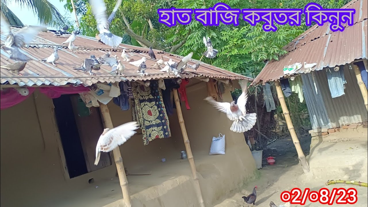 হাত বাজি কবুতর কিনুন সবচেয়ে কমদাম।#rajshahi #giribaj #pigeon।