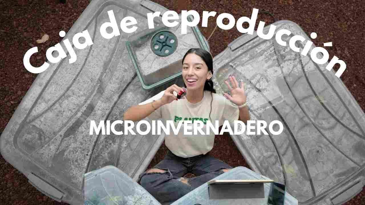 C&oacute;mo Hacer tu Propia Caja de Reproducci&oacute;n de Plantas 🌿 | Microinvernadero Casero