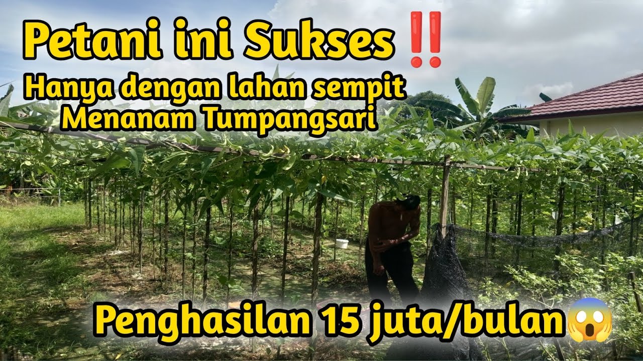 Petani Sukses hanya manfaatkan lahan sempit, sistem tumpangssti, 15 jt per bulan