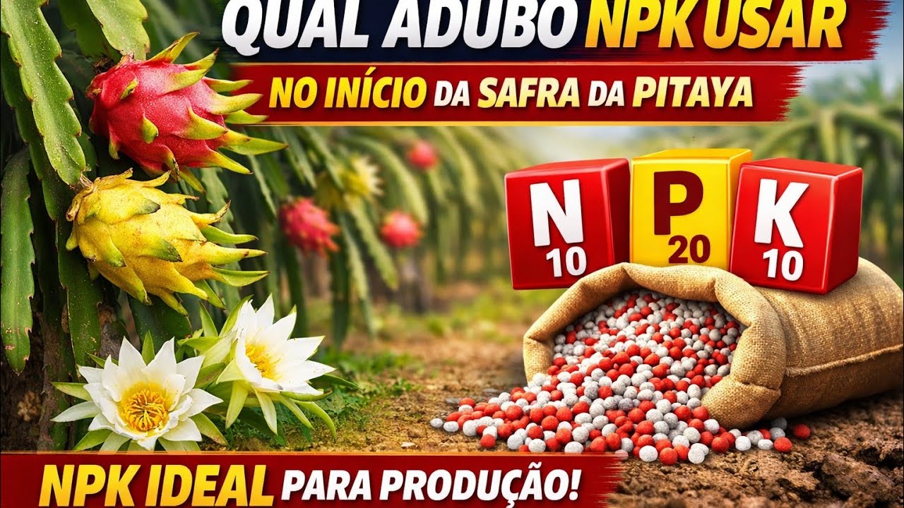 QUAL ADUBO NPK USAR O INICIO DA SAFRA DE PITAYA. 