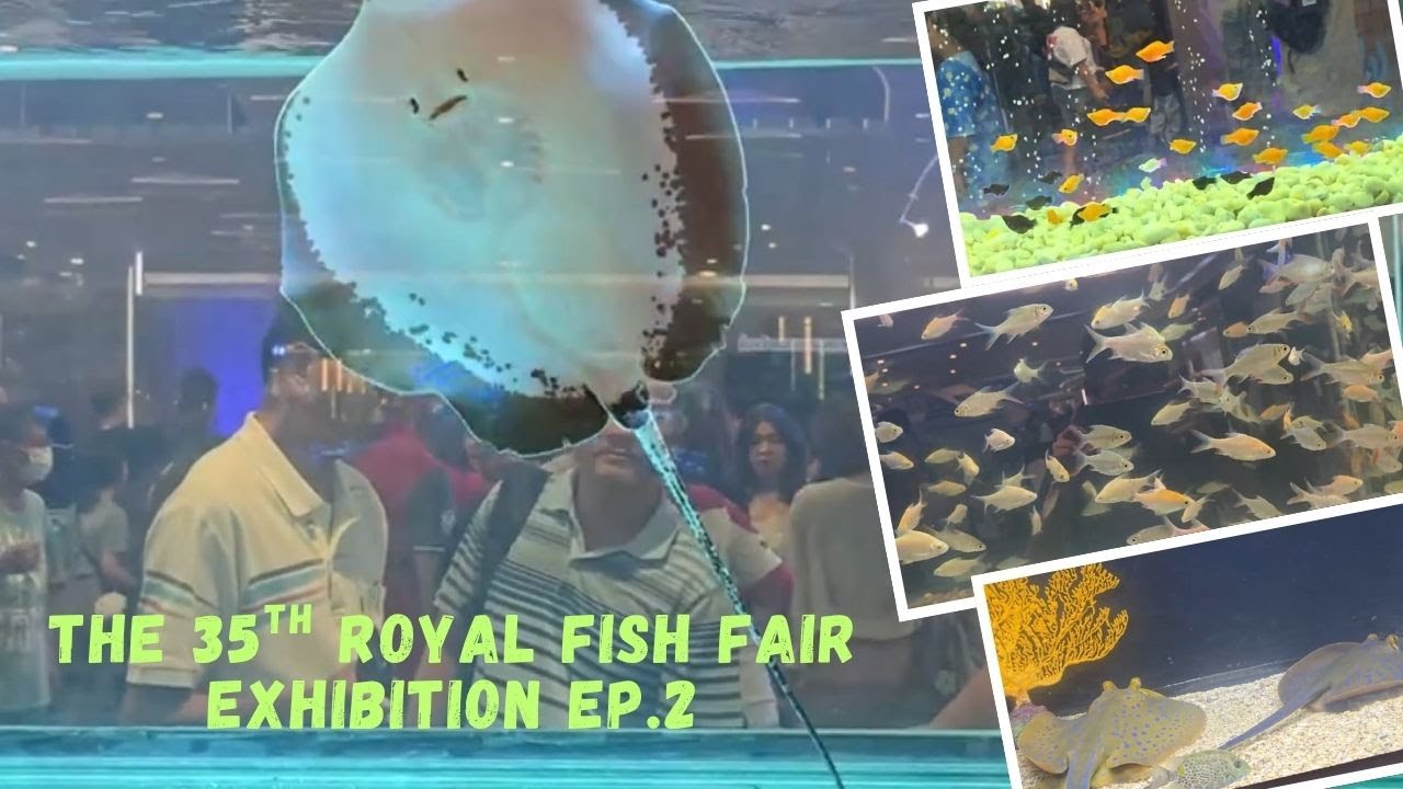 Inside the 35th Royal Fish Fair – EP.2 | A Visual Feast of Aquatic Beauty 🎥