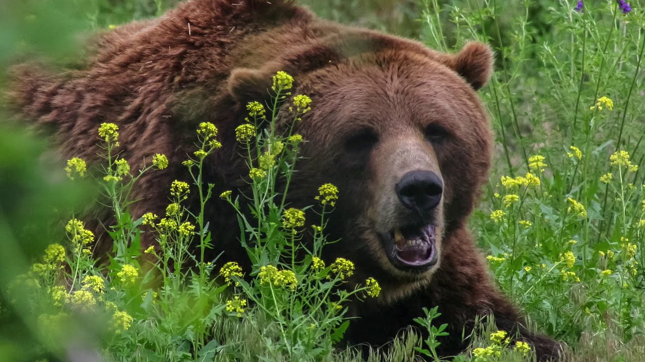 Bear Safety On The Trail