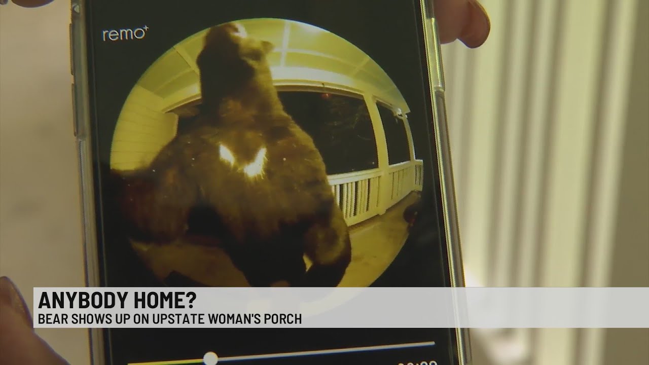 Anybody home? Doorbell cam catches black bear looking inside Upstate home