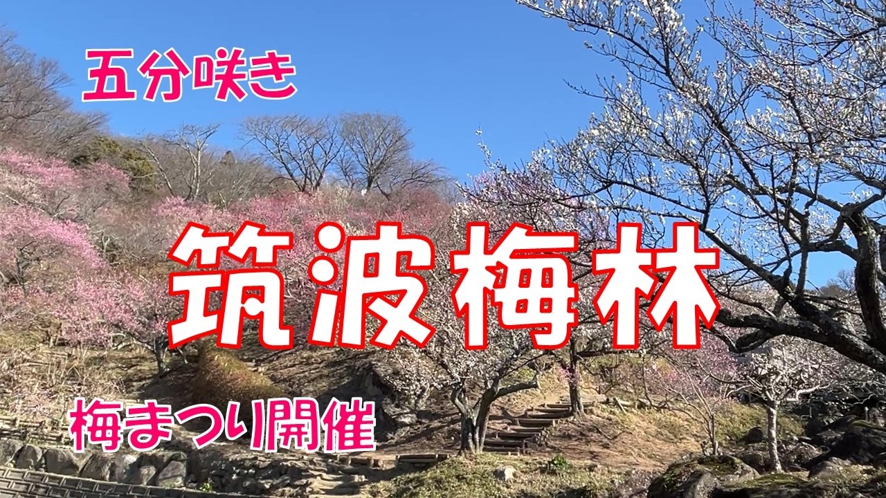 【筑波梅林】五分咲きの梅まつりへ｜筑波山神社参拝と伝統のガマの油口上（2月19日）