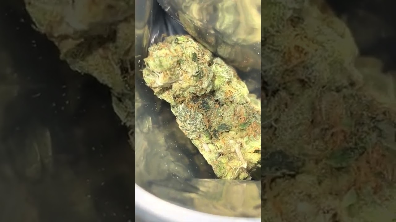 Pistachio Gelato Greasi Genetics 🧬 ⛽️😤