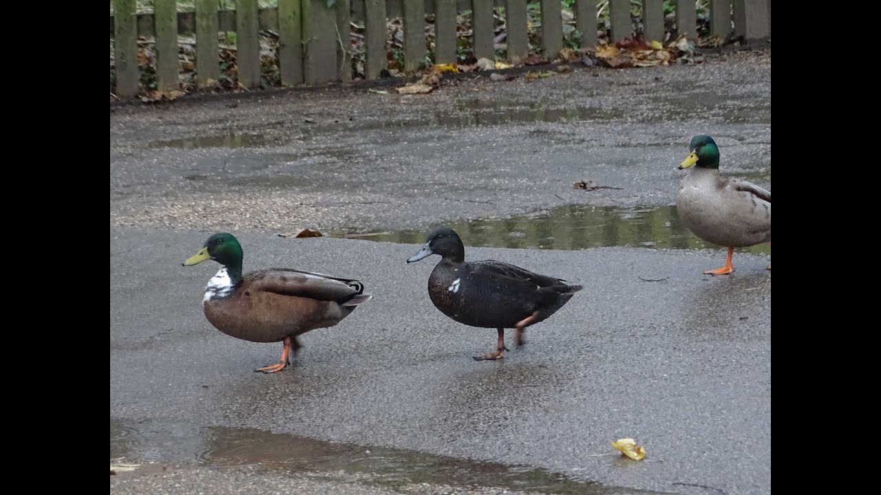 Three ducks by Spring Lane Bridge
