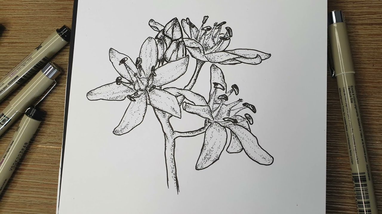 Scilla Bifolia / part 1 / alpine squill drawing/ two-leaf squill black and white artwork