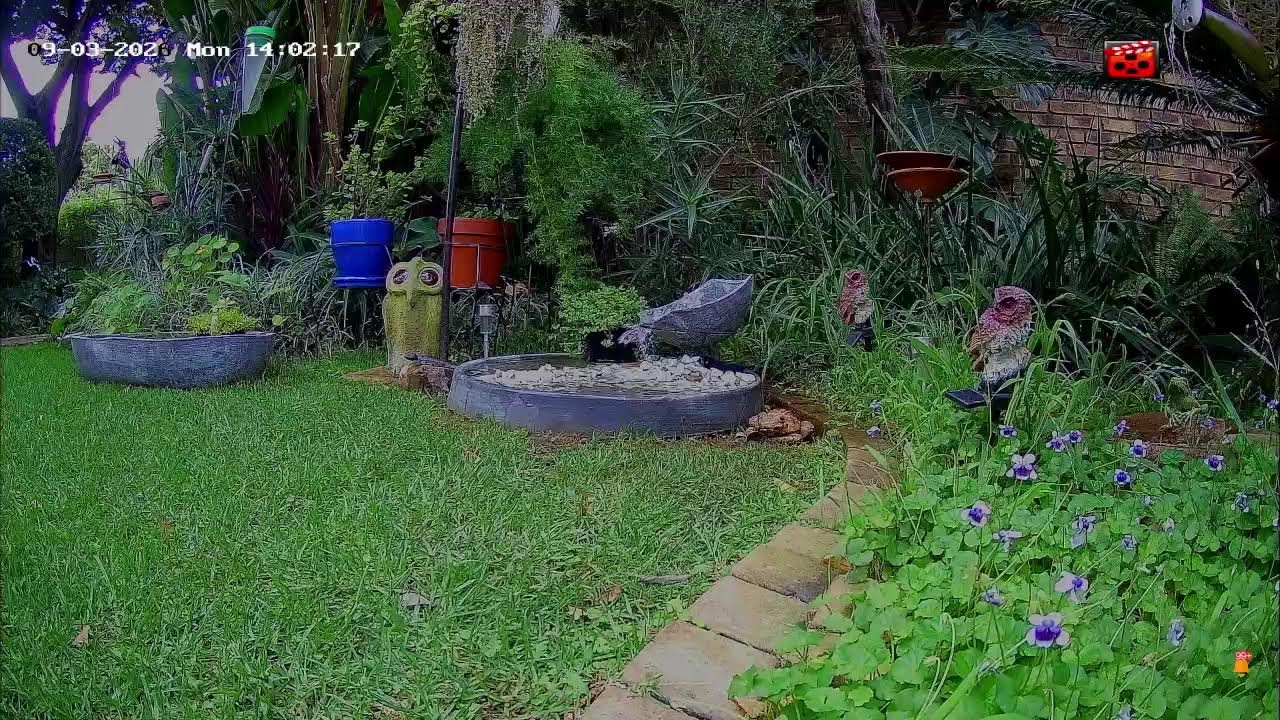 🔴 LIVE: Bird Bath Cam | Small & Large Birds Bathing in the Owl Garden (South Africa)