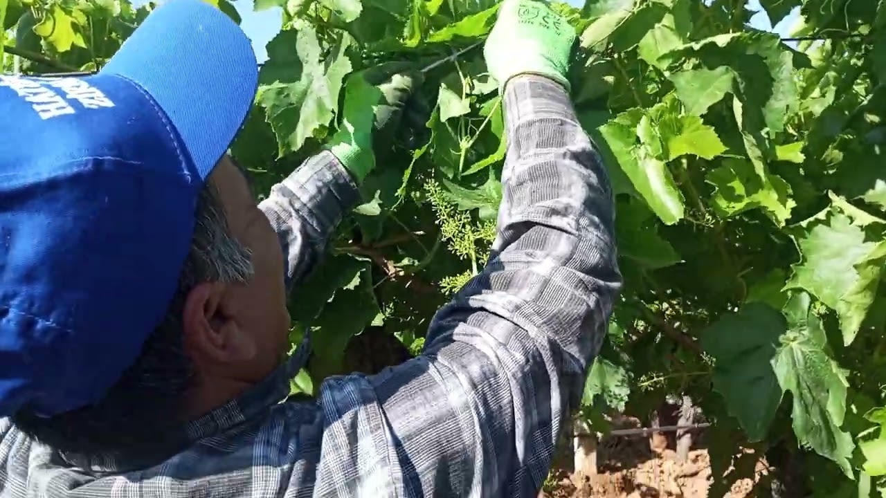 Üzüm bağında kol düzenleme işi, kolların kırılmaması için ince işçilik