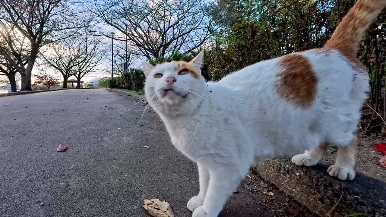 公園の猫ちゃん撫でたら鳴きながらゴロゴロ甘えてきて癒されすぎた