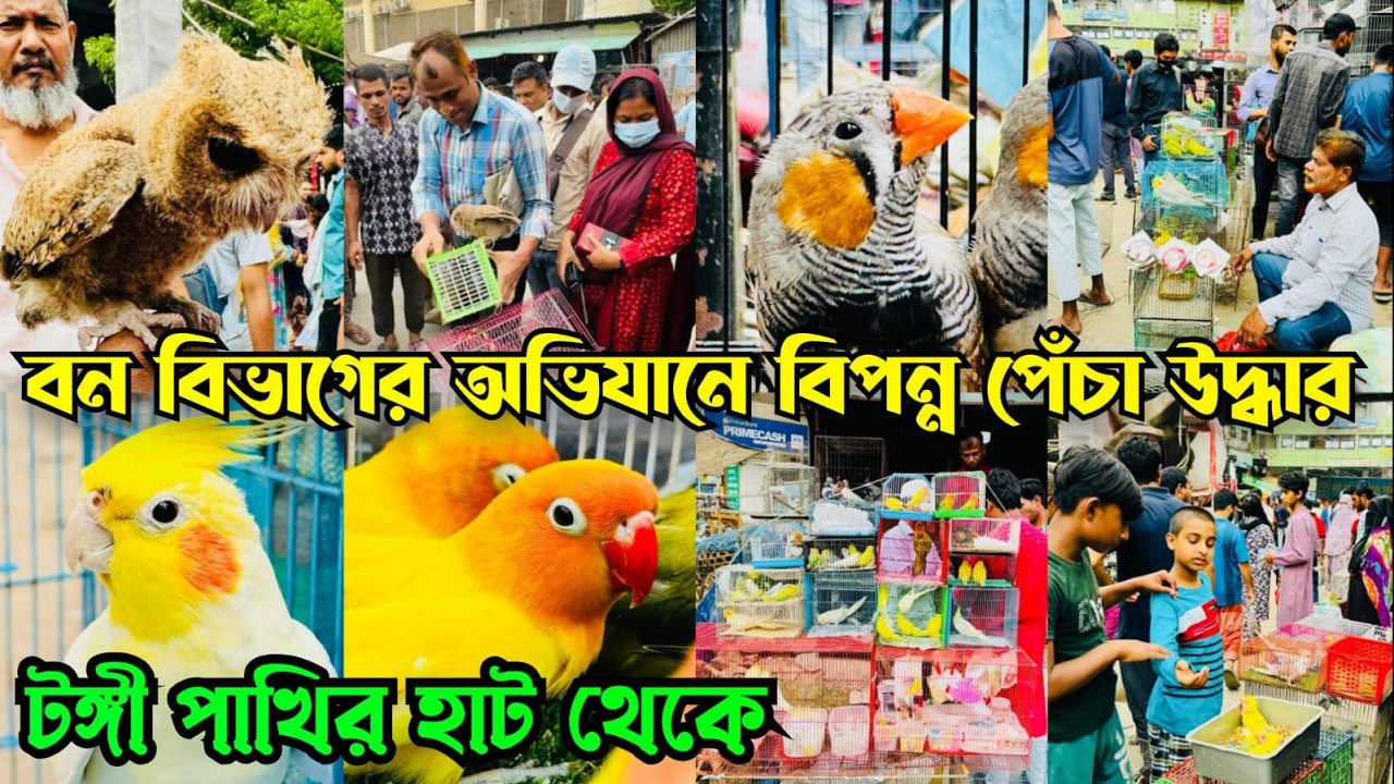 বিপন্ন পেঁচা উদ্ধার টঙ্গী পাখির হাট থেকে | Tongi Pakhir Hat | Tongi Bazar Pakhir Hat#viral