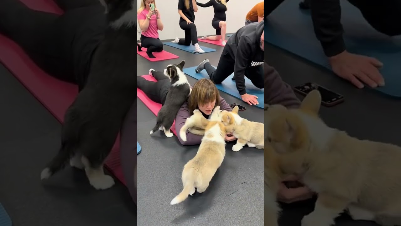 Happy Paws Yoga